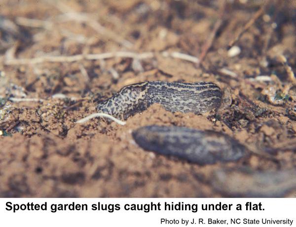 Thumbnail image for Slugs & Snails on Ornamental Plants